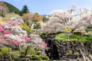 善勝寺、花桃、４月の春の花、岐阜県郡上市の観光・撮影スポットの名所