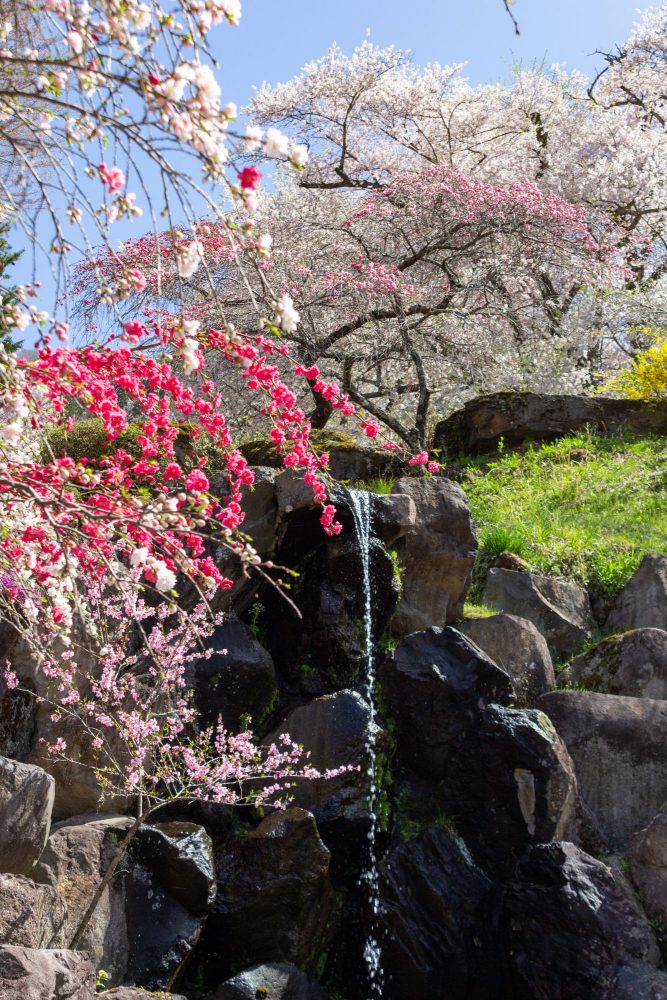 善勝寺、花桃、４月の春の花、岐阜県郡上市の観光・撮影スポットの名所