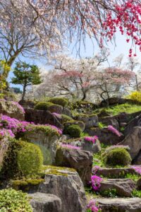 善勝寺、花桃、４月の春の花、岐阜県郡上市の観光・撮影スポットの名所
