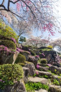 善勝寺、花桃、４月の春の花、岐阜県郡上市の観光・撮影スポットの名所