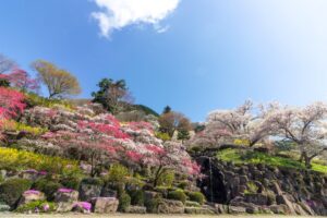 善勝寺、花桃、４月の春の花、岐阜県郡上市の観光・撮影スポットの名所
