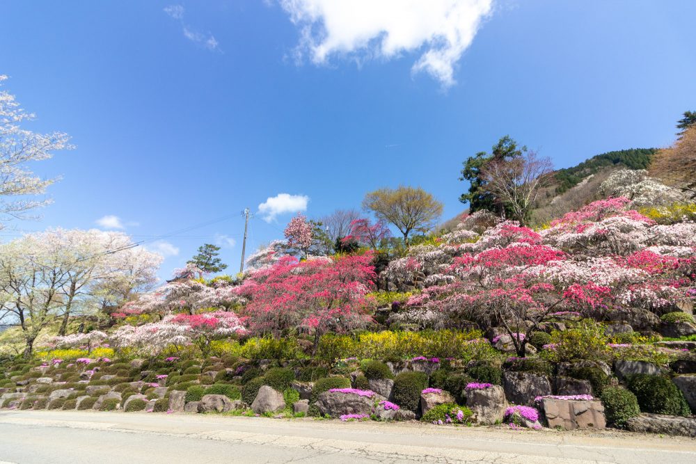 善勝寺、花桃、４月の春の花、岐阜県郡上市の観光・撮影スポットの名所