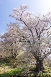 善勝寺、桜、４月の春の花、岐阜県郡上市の観光・撮影スポットの名所