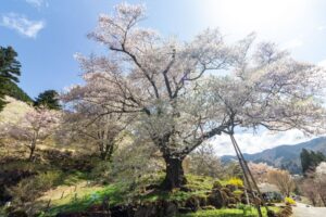 善勝寺、桜、４月の春の花、岐阜県郡上市の観光・撮影スポットの名所