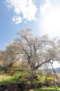 善勝寺、桜、４月の春の花、岐阜県郡上市の観光・撮影スポットの名所