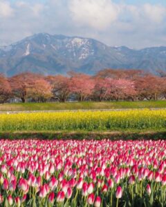あさひ舟川べりの四重奏、桜、チューリップ、菜の花、残雪の朝日岳、4月春の花、富山県下新川郡の観光・撮影スポットの名所