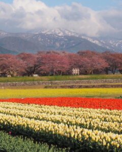 あさひ舟川べりの四重奏、桜、チューリップ、菜の花、残雪の朝日岳、4月春の花、富山県下新川郡の観光・撮影スポットの名所