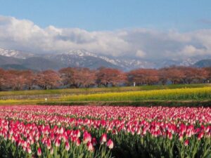あさひ舟川べりの四重奏、桜、チューリップ、菜の花、残雪の朝日岳、4月春の花、富山県下新川郡の観光・撮影スポットの名所