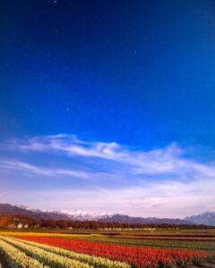 あさひ舟川べりの四重奏、星空、4月春の花、富山県下新川郡の観光・撮影スポットの名所