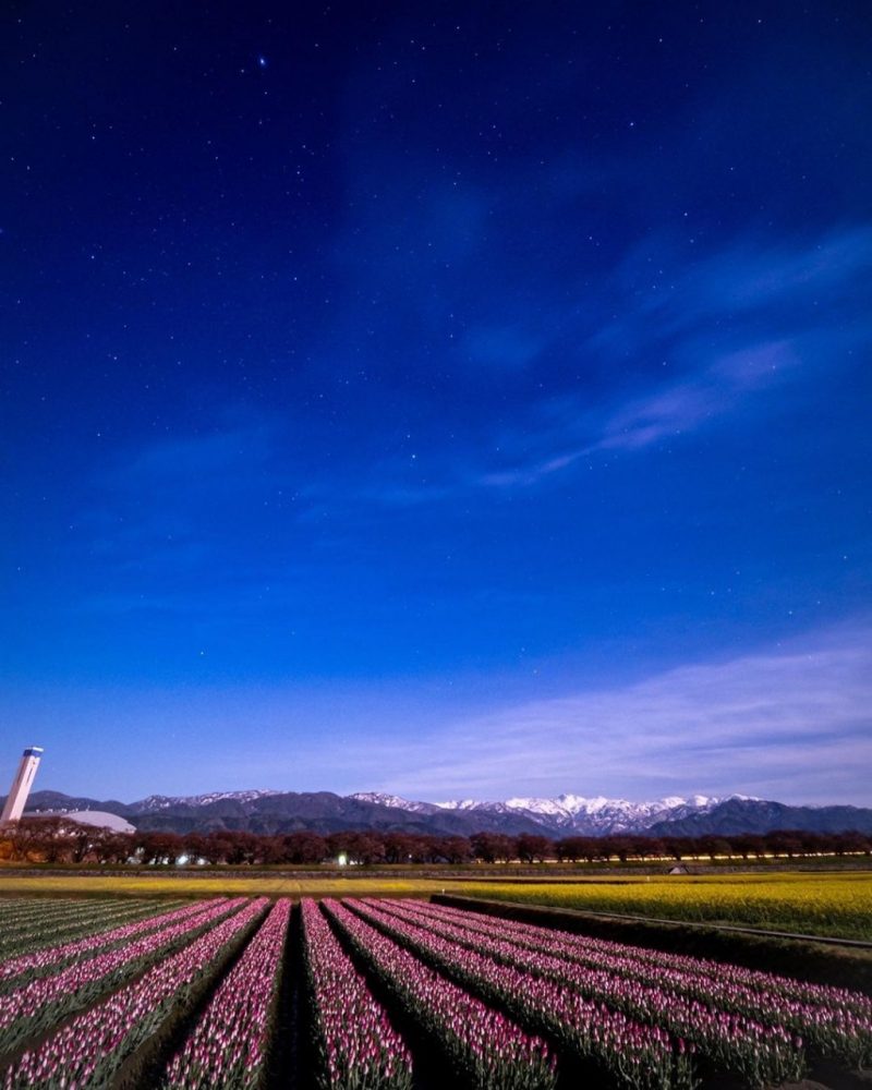 あさひ舟川べりの四重奏、星空、4月春の花、富山県下新川郡の観光・撮影スポットの名所
