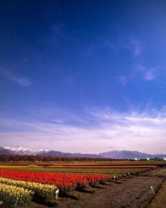 あさひ舟川べりの四重奏、星空、4月春の花、富山県下新川郡の観光・撮影スポットの名所