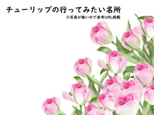 チューリップのイラスト