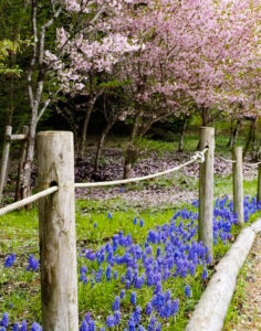 富士芝桜まつり、4月の春の花、山梨県南都留郡の観光・撮影スポットの名所