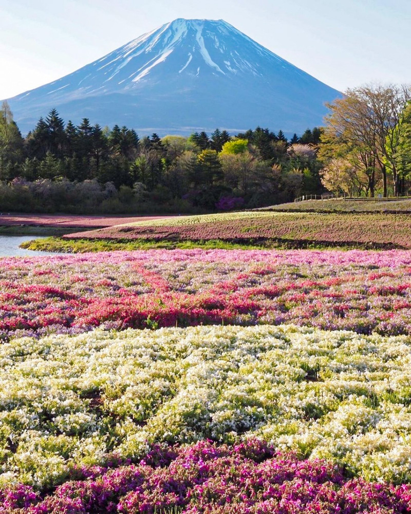富士芝桜まつり、4月の春の花、山梨県南都留郡の観光・撮影スポットの名所