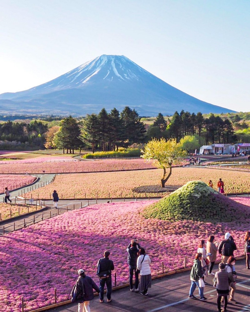 富士芝桜まつり、4月の春の花、山梨県南都留郡の観光・撮影スポットの名所