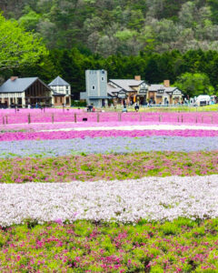 富士芝桜まつり、4月の春の花、山梨県南都留郡の観光・撮影スポットの名所