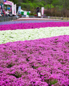 富士芝桜まつり、4月の春の花、山梨県南都留郡の観光・撮影スポットの名所