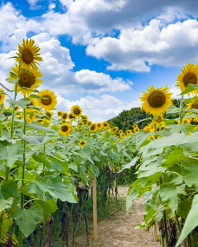 扶桑緑地公園、ひまわり、7月夏の花、愛知県丹羽郡扶桑町の観光・撮影スポットの名所
