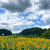 扶桑緑地公園、ひまわり、7月夏の花、愛知県丹羽郡扶桑町の観光・撮影スポットの名所