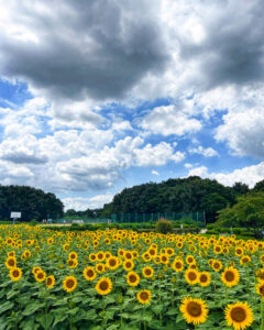 扶桑緑地公園、ひまわり、7月夏の花、愛知県丹羽郡扶桑町の観光・撮影スポットの名所