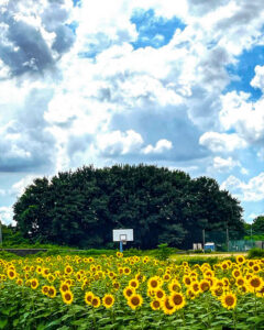 扶桑緑地公園、ひまわり、7月夏の花、愛知県丹羽郡扶桑町の観光・撮影スポットの名所