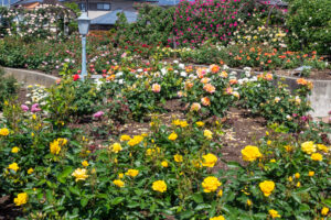 大野町バラ公園、5月夏の花、岐阜県揖斐郡大野町の観光・撮影スポットの画像と写真