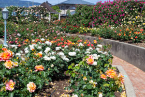 大野町バラ公園、5月夏の花、岐阜県揖斐郡大野町の観光・撮影スポットの画像と写真
