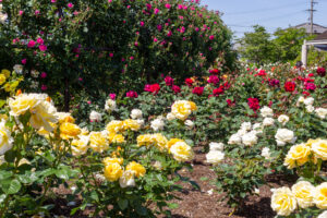 大野町バラ公園、5月夏の花、岐阜県揖斐郡大野町の観光・撮影スポットの画像と写真