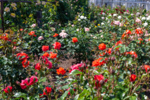 大野町バラ公園、5月夏の花、岐阜県揖斐郡大野町の観光・撮影スポットの画像と写真