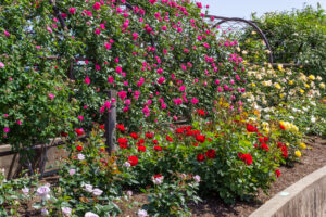 大野町バラ公園、5月夏の花、岐阜県揖斐郡大野町の観光・撮影スポットの画像と写真