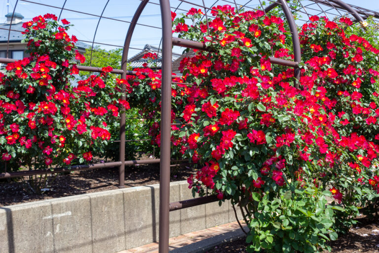 大野町バラ公園(5月)岐阜県揖斐郡の観光・撮影スポットの名所 東海カメラマップ