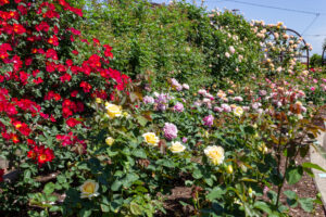 大野町バラ公園、5月夏の花、岐阜県揖斐郡大野町の観光・撮影スポットの画像と写真