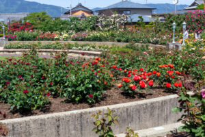 大野町バラ公園、5月夏の花、岐阜県揖斐郡大野町の観光・撮影スポットの画像と写真