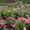 大野町バラ公園、5月夏の花、岐阜県揖斐郡大野町の観光・撮影スポットの画像と写真
