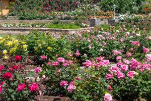 大野町バラ公園、5月夏の花、岐阜県揖斐郡大野町の観光・撮影スポットの画像と写真