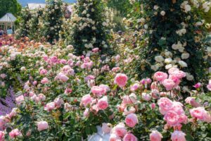 松阪農業公園ベルファーム、バラ、5月夏の花、三重県松阪市の観光・撮影スポットの画像と写真