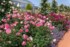 松阪農業公園ベルファーム、バラ、5月夏の花、三重県松阪市の観光・撮影スポットの画像と写真