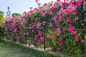 松阪農業公園ベルファーム、バラ、5月夏の花、三重県松阪市の観光・撮影スポットの画像と写真