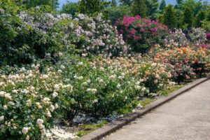 松阪農業公園ベルファーム、バラ、5月夏の花、三重県松阪市の観光・撮影スポットの画像と写真