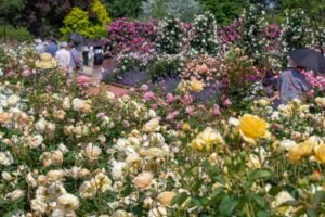 松阪農業公園ベルファーム、バラ、5月夏の花、三重県松阪市の観光・撮影スポットの画像と写真