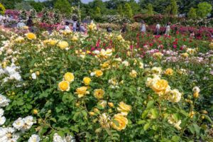 松阪農業公園ベルファーム、バラ、5月夏の花、三重県松阪市の観光・撮影スポットの画像と写真
