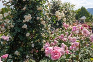 松阪農業公園ベルファーム、バラ、5月夏の花、三重県松阪市の観光・撮影スポットの画像と写真