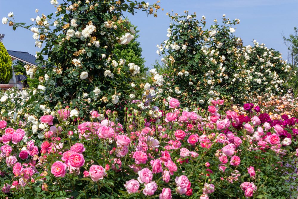 松阪農業公園ベルファーム、バラ、5月夏の花、三重県松阪市の観光・撮影スポットの画像と写真