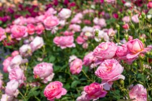 松阪農業公園ベルファーム、バラ、5月夏の花、三重県松阪市の観光・撮影スポットの画像と写真