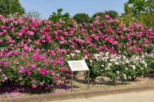 松阪農業公園ベルファーム、バラ、5月夏の花、三重県松阪市の観光・撮影スポットの画像と写真