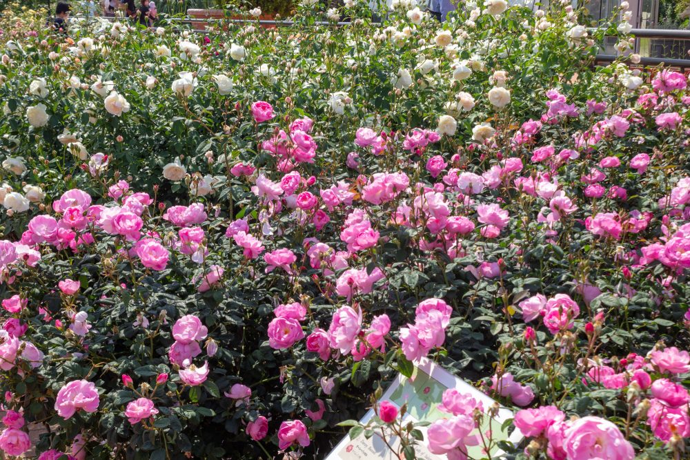 松阪農業公園ベルファーム、バラ、5月夏の花、三重県松阪市の観光・撮影スポットの画像と写真