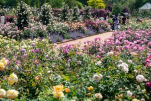 松阪農業公園ベルファーム、バラ、5月夏の花、三重県松阪市の観光・撮影スポットの画像と写真