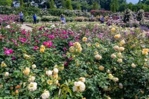 松阪農業公園ベルファーム、バラ、5月夏の花、三重県松阪市の観光・撮影スポットの画像と写真