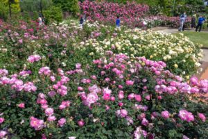 松阪農業公園ベルファーム、バラ、5月夏の花、三重県松阪市の観光・撮影スポットの画像と写真