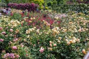 松阪農業公園ベルファーム、バラ、5月夏の花、三重県松阪市の観光・撮影スポットの画像と写真